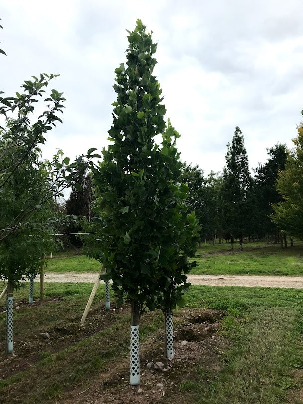 Liriodendron tulipifera 'Fastigiatum' - Upright Tulip Tree