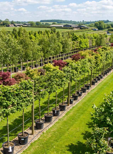 Nangle & Niesen | Ireland’s Authority on Mature & Specimen Trees ...