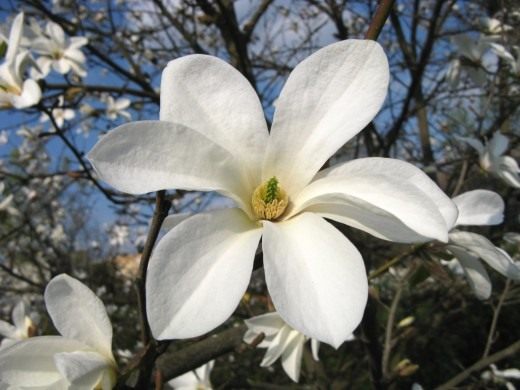 Magnolia kobus - Kobus Magnolia