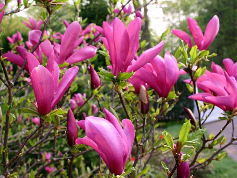Magnolia 'Susan' - Magnolia 'Susan'