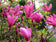 files/Magnolia-Susan.jpg
