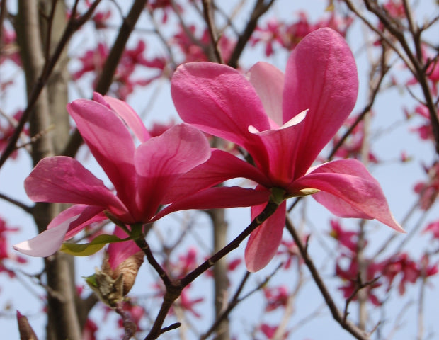 Magnolia 'Galaxy' - Magnolia 'Galaxy'