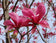 files/Magnolia-galaxy.jpg