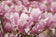 files/Magnolia-soulangeana.jpg