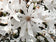 files/Magnolia-stellata.jpg
