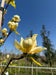 files/Magnolia_Honey_Tulip_Nangle_and_Niesen_Tree_Nursery_0005.jpg
