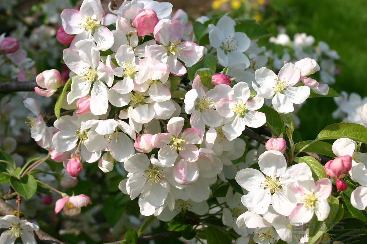 Malus 'Evereste' - Crab Apple