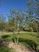 files/Malus_braendkjaer_Nangle_and_Niesen_Tree_Nursery_0001.jpg