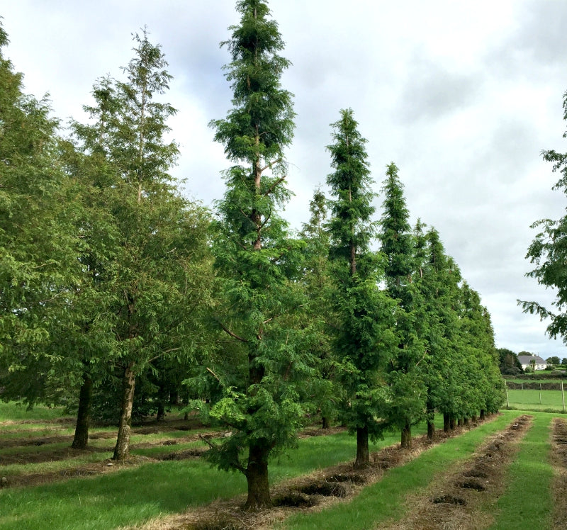 Metasequoia glyptostroboides - Dawn Redwood