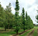 files/Metasequoia-glybtostroboides-in-the-Nursery.jpg