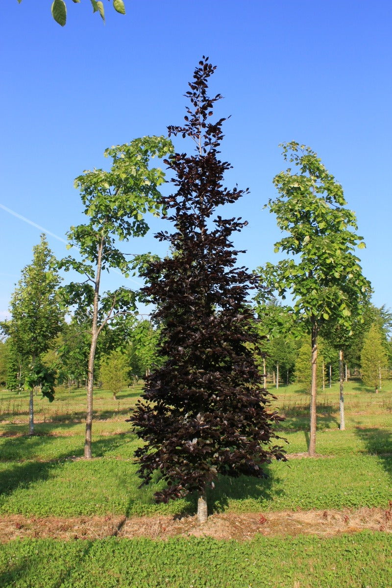 Fagus sylvatica 'Atropunicea' - Copper-Purple Beech