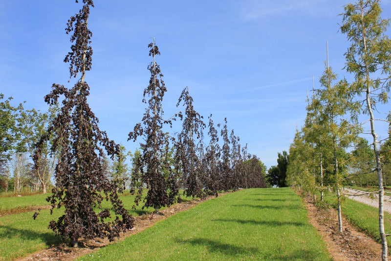 Fagus sylvatica 'Purple Fountain'