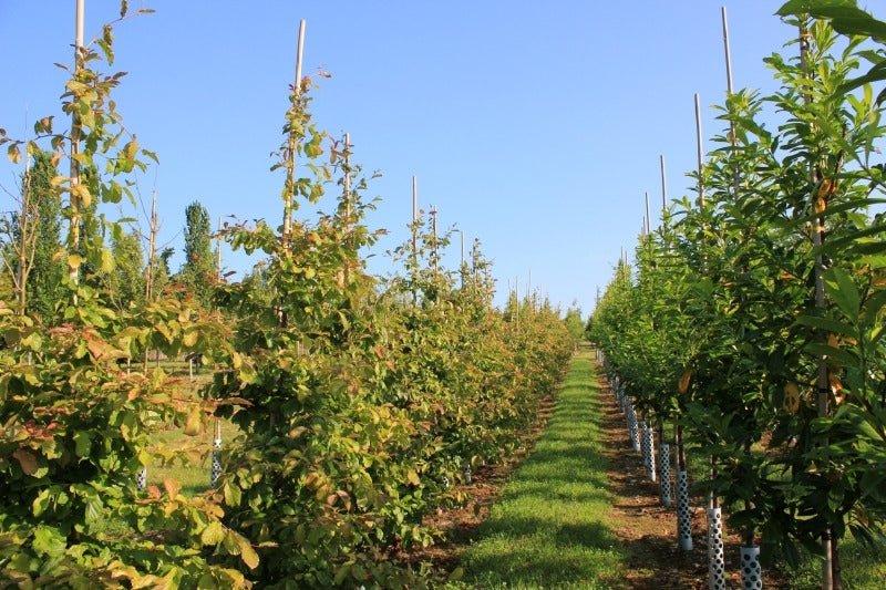 Parrotia persica 'Vanessa' - Persian Ironwood 'Vanessa'
