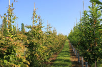 Parrotia persica 'Vanessa' - Persian Ironwood 'Vanessa'