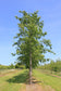 files/PM-Quercus-cerris-2-1536x2304.jpg