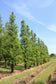 files/PM-Taxodium-distichum-2-1536x2304.jpg