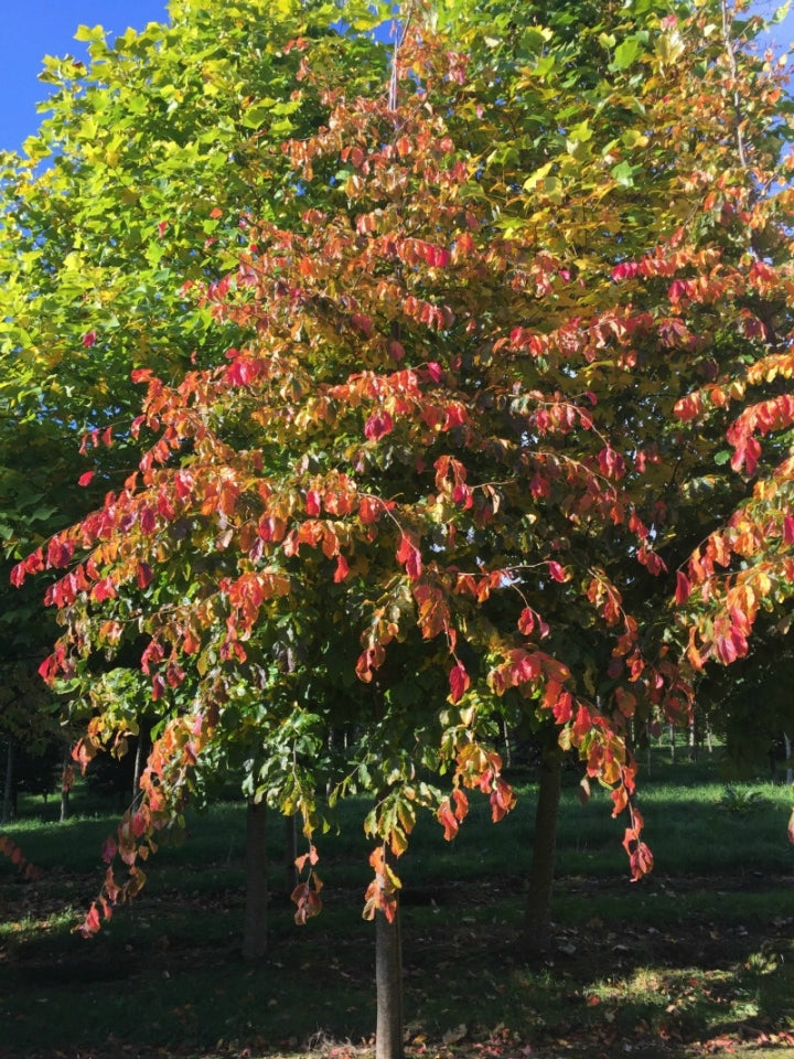 Parrotia persica - Persian Ironwood