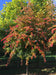 files/Parrotia-Percisa-1280x960.jpg