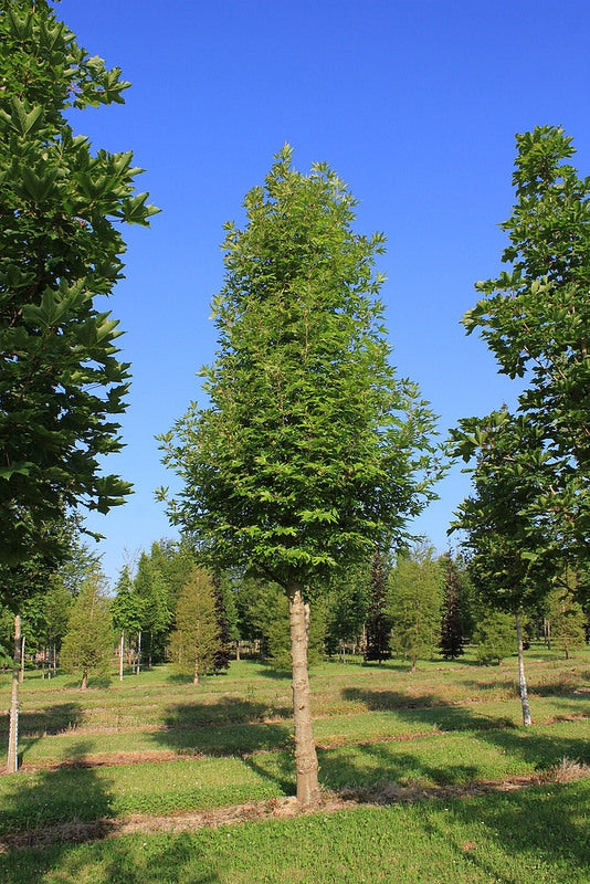 Platanus orientalis 'Minaret' - Oriental Plane 'Minaret'