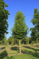 files/Platanus-orientalis-Minaret-1536x2300.jpg