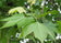 files/Platanus-x-hispanica-1-800x560.jpg