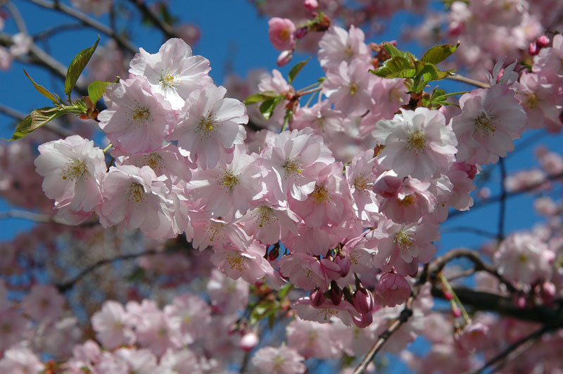 Prunus 'Accolade' - Pink-flowering Cherry