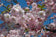 files/Prunus-accolade.jpg