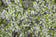 files/Prunus-avium-Plena.jpg