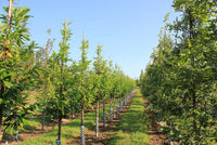 Prunus laurocerasus 'Novita' - Cherry Laurel 'Novita'