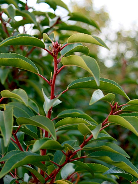 Prunus lusitanica 'Angustifolia' - Portuguese Laurel