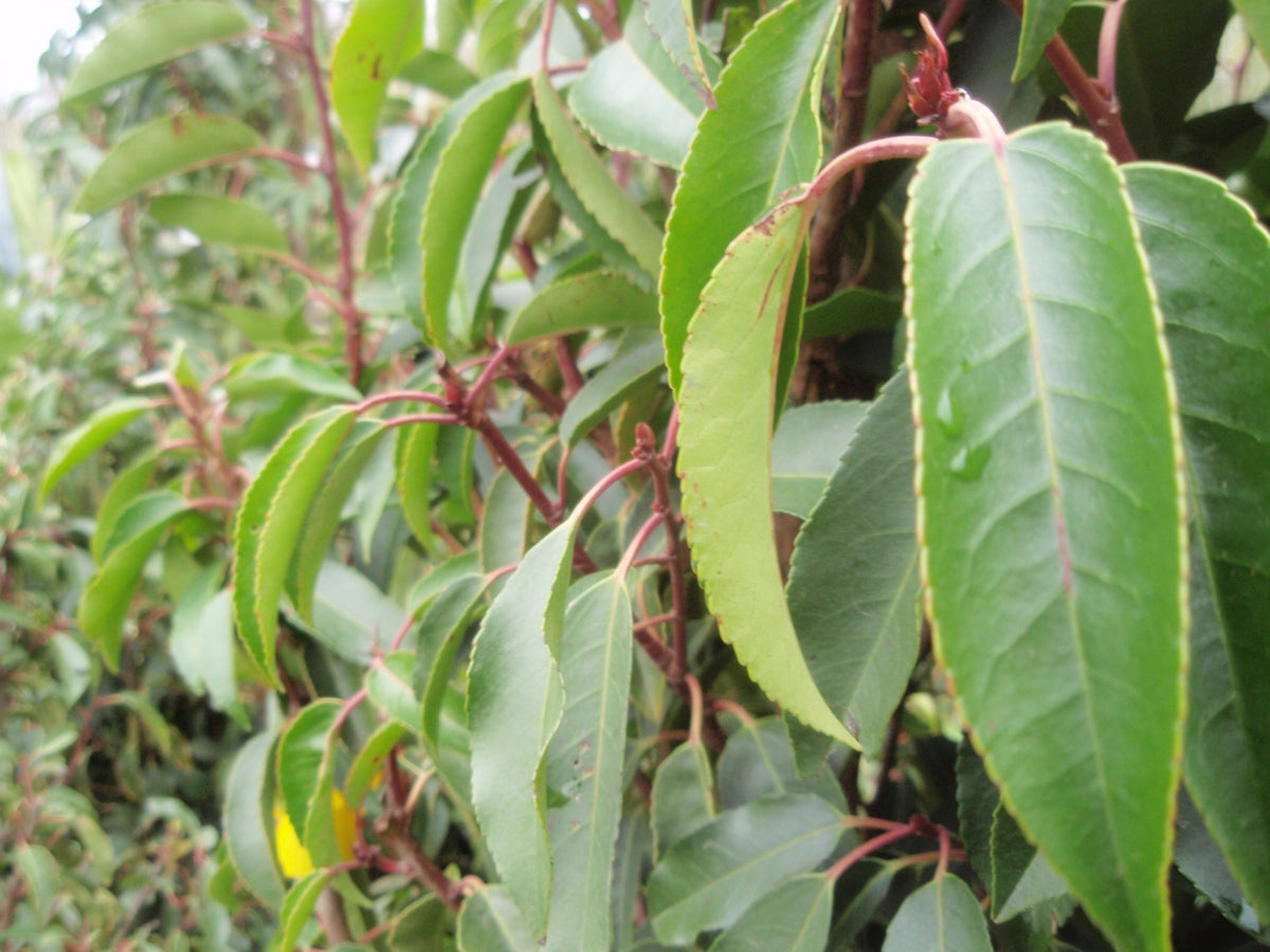 Prunus lusitanica - Portuguese Laurel