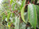 files/Prunus-lusitanica-Hedge-1536x1152.jpg