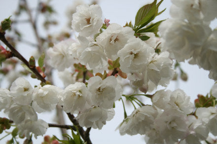 Prunus serrulata 'Shirotae' - Mount Fuji Cherry Tree