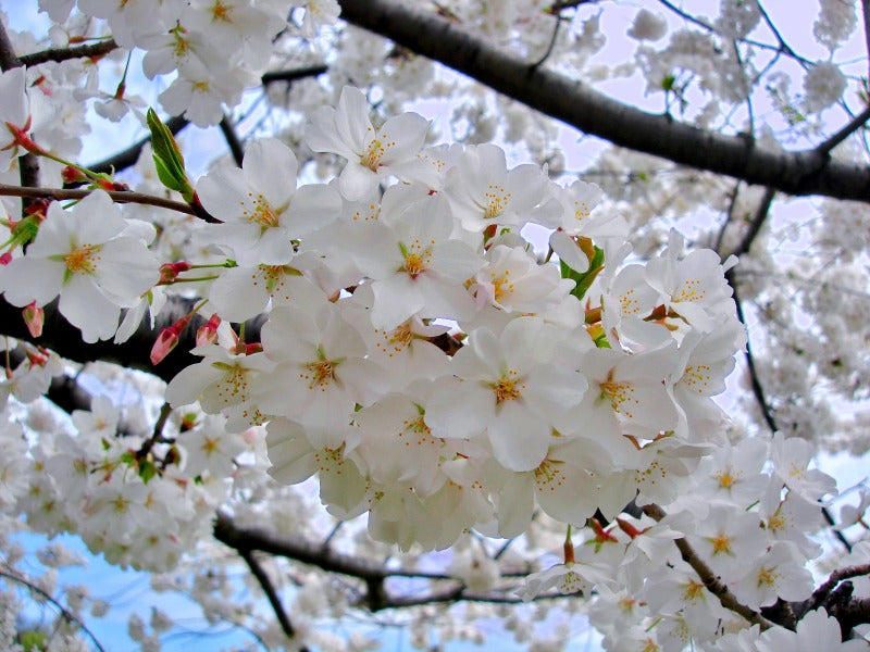 Prunus yedoensis - Yoshino Cherry Tree