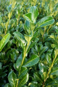 Prunus lusitanica 'Legend' - Portuguese Laurel 'Legend'