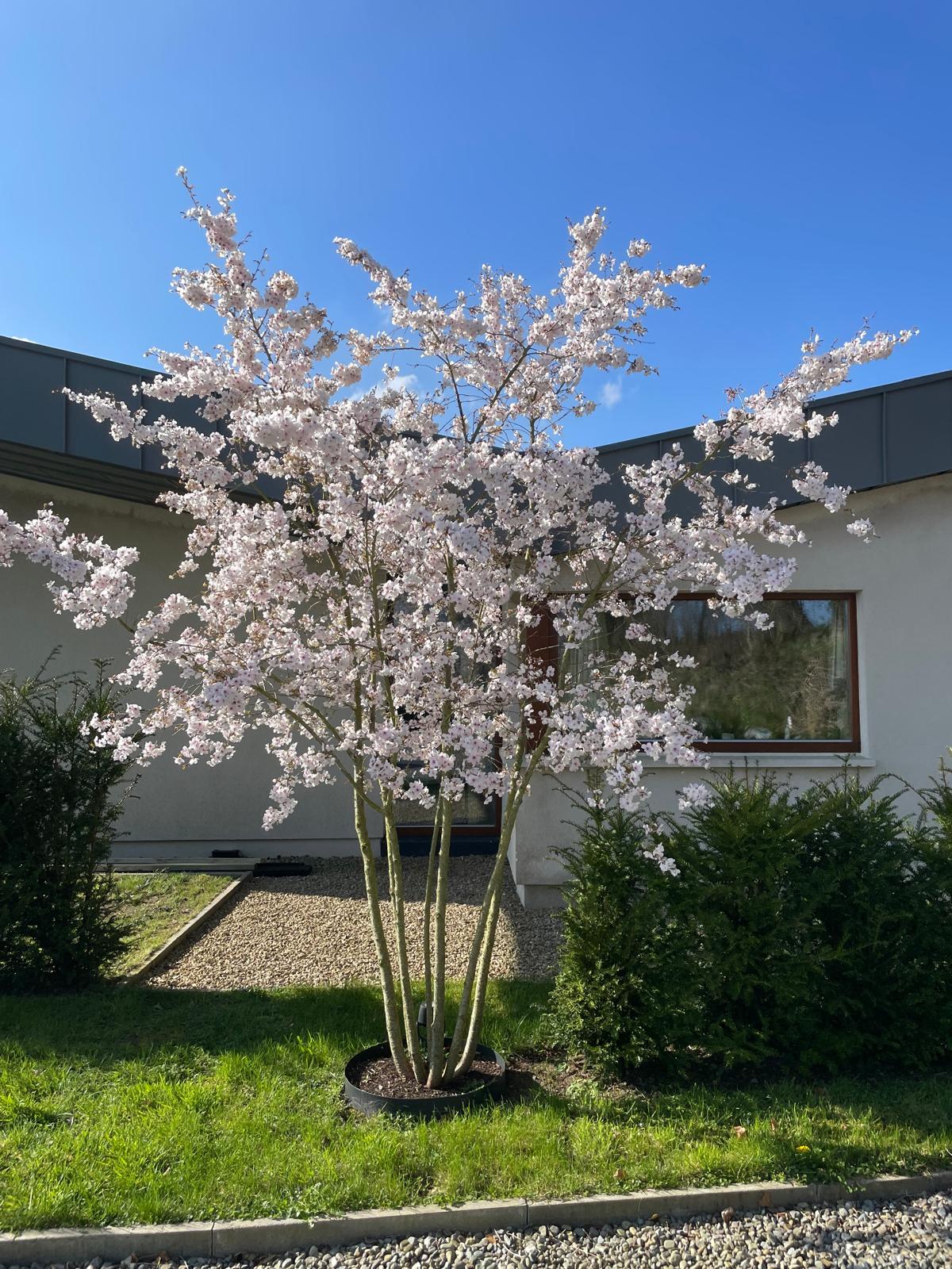 Prunus 'The Bride' - Cherry The Bride