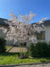 files/Prunus_The_Bride_Nangle_and_Niesen_Tree_Nursery_0013.jpg