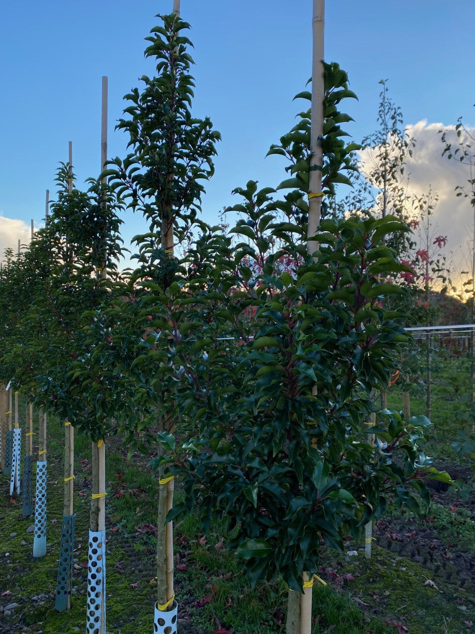 Prunus lusitanica 'Brenelia' - Portuguese Laurel 'Brenelia'