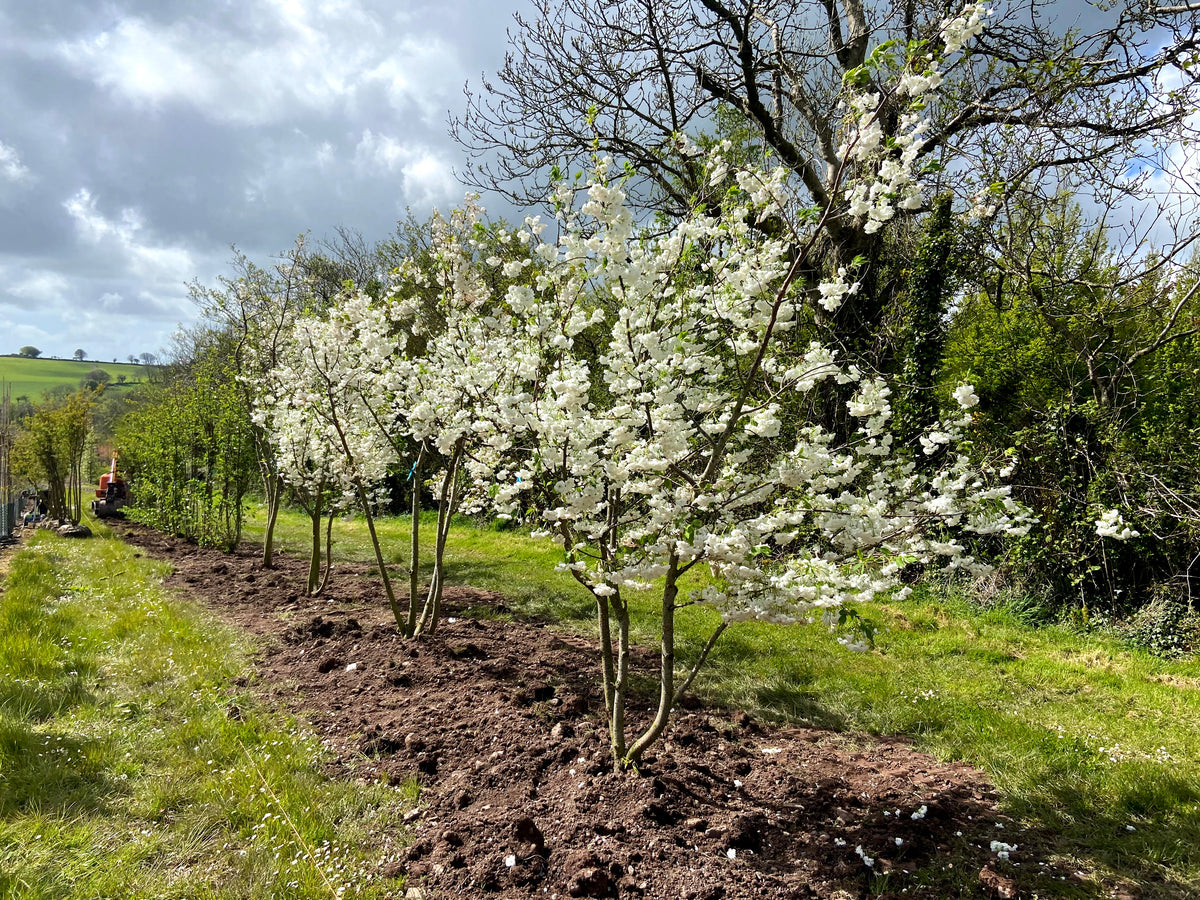 Prunus serrulata 'Shōgetsu' - Japanese Cherry 'Shōgetsu'