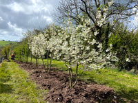 Prunus serrulata 'Shōgetsu' - Japanese Cherry 'Shōgetsu'