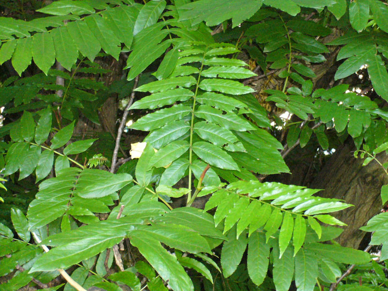 Pterocarya fraxinifolia - Caucasian Walnut