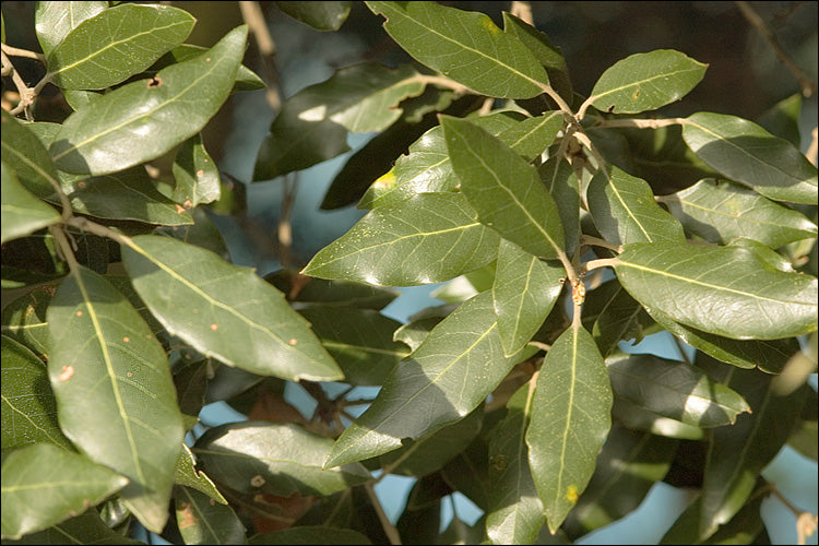 Quercus ilex - Holly Oak