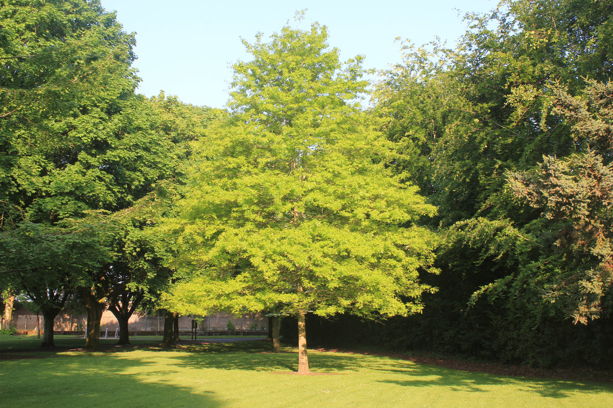 Quercus palustris - Pin Oak