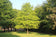 files/Quercus-palustris.jpg