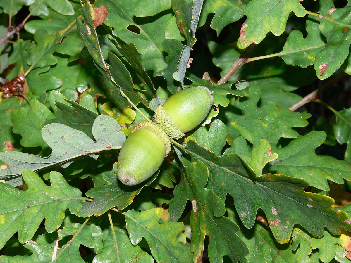 Quercus petraea - Sessile Oak