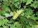 files/Quercus-petraea.jpg