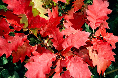 Quercus rubra - Northern Red Oak