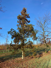 Quercus hispanica 'Wageningen' - Spanish Oak 'Wageningen'
