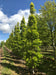 files/Quercus_robur_Fastigiata_Koster_Nangle_and_Niesen_Tree_Nursery_0005.jpg