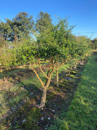 Quercus suber - Cork Oak